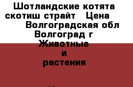 Шотландские котята скотиш страйт › Цена ­ 4 000 - Волгоградская обл., Волгоград г. Животные и растения » Кошки   